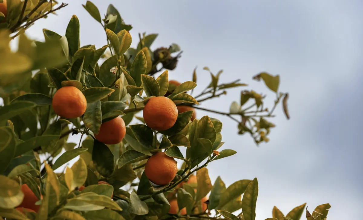 Chuvas beneficiam pomares de laranja mas trazem doenças
