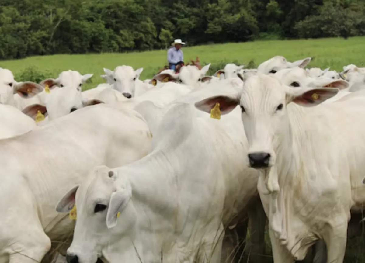 Bloqueio europeu à carne acelera busca por nutrição natural