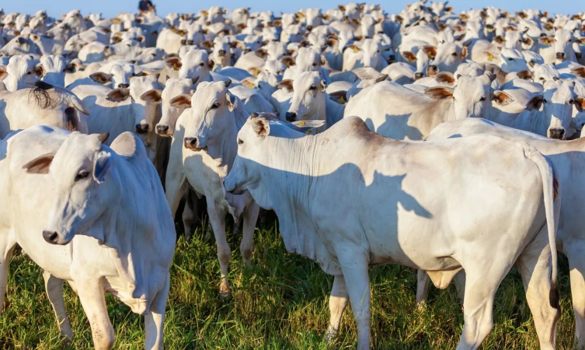 Exportações de gado e carne no Pará superam US$ 1,1 bilhão
