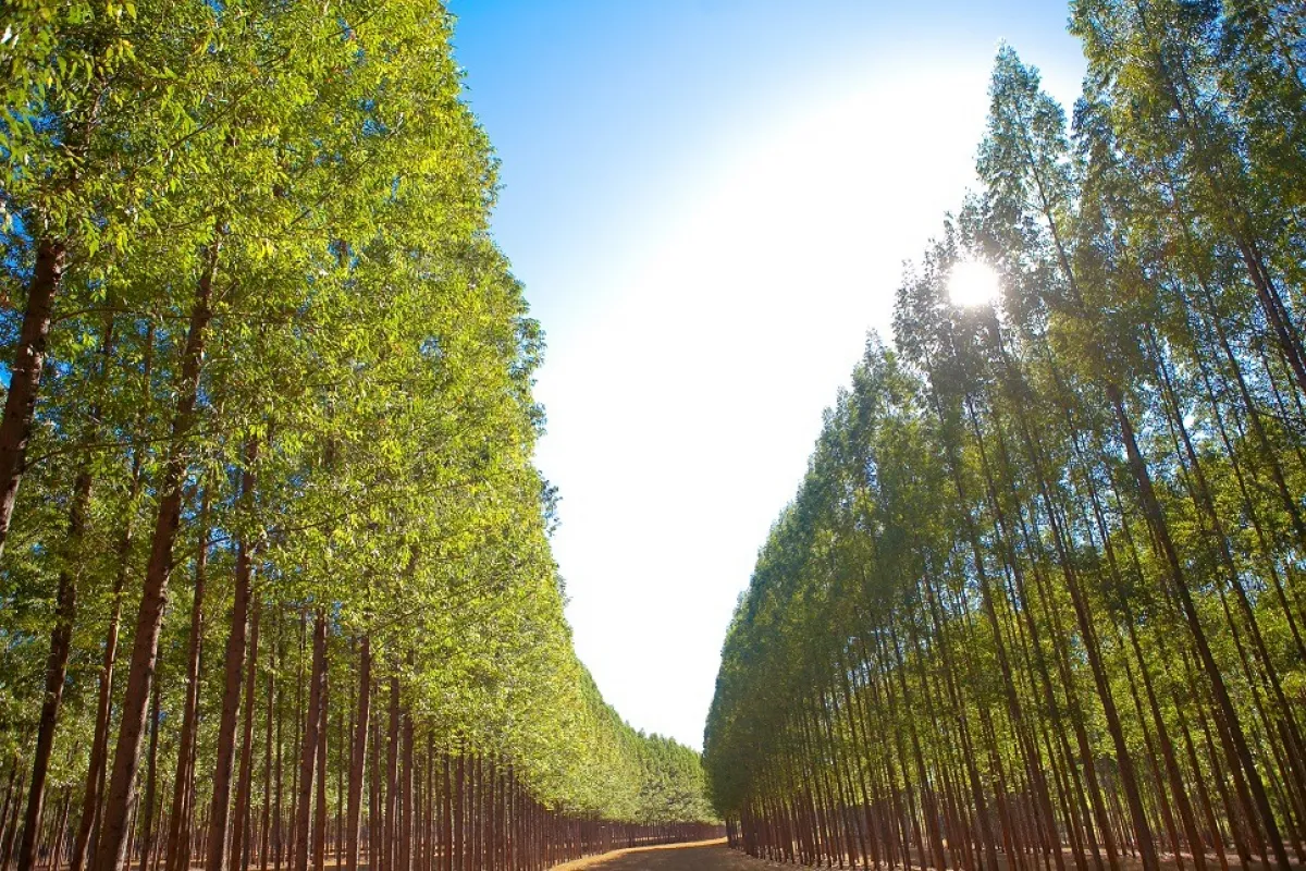 Goiás registra a maior redução de floresta plantada do país