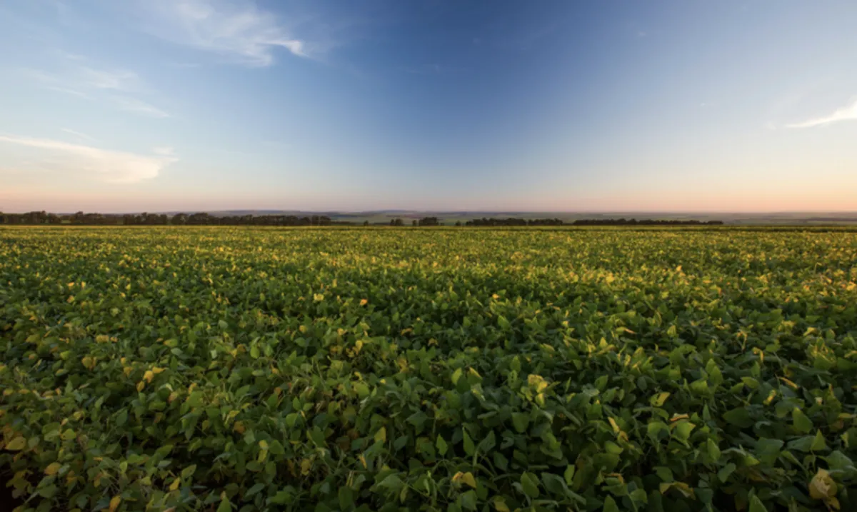 VBP da agropecuária alcança R$ 1,4 trilhão em agosto