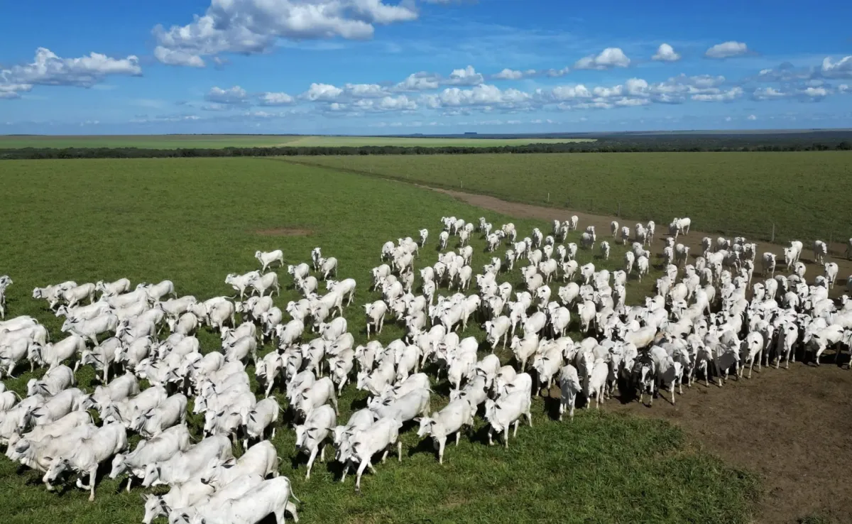Pecuária de MT lidera exportações de carne bovina no país