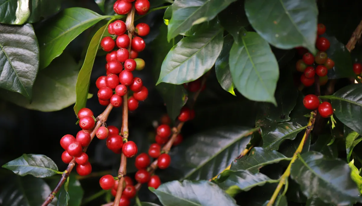 El Niño intensifica risco fitossanitário e desuniformidade no café