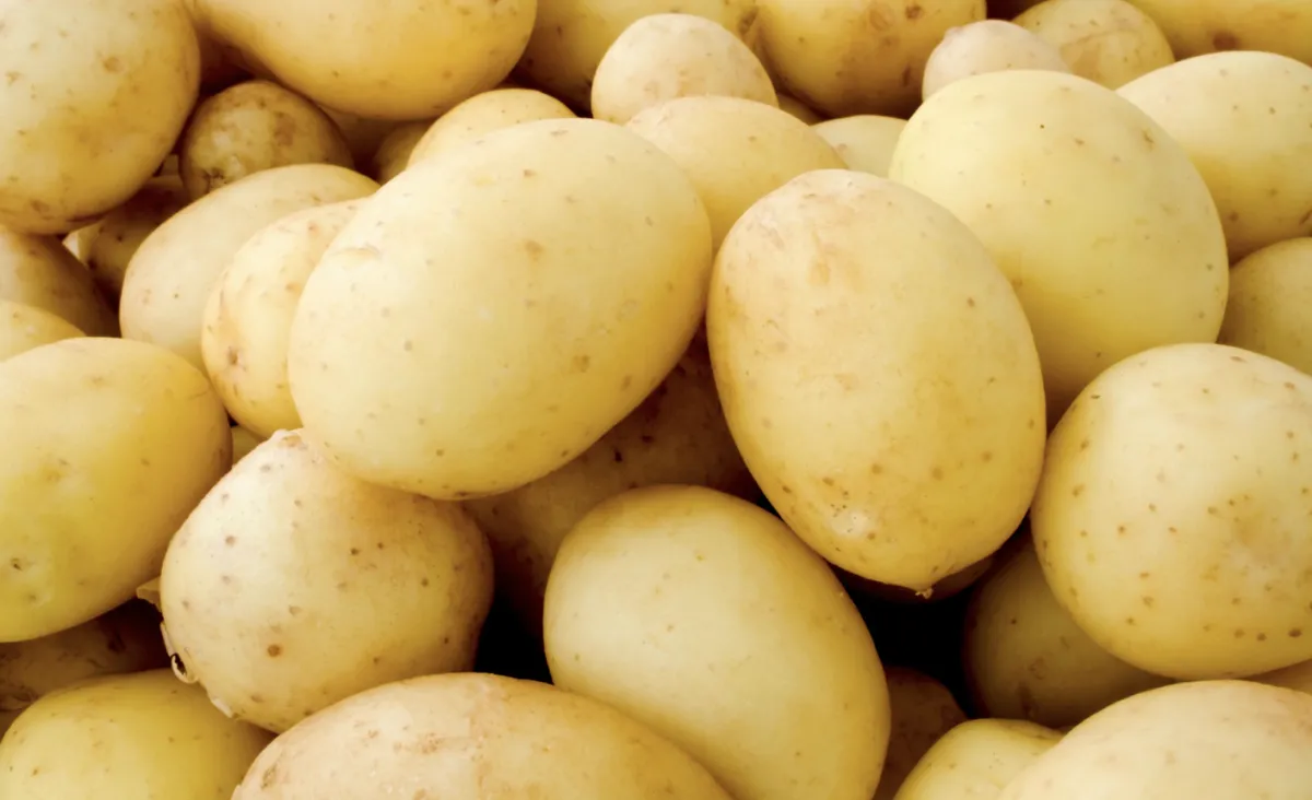 Maior oferta de batata pressiona cotações nos atacados