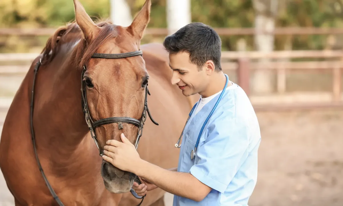 Prevenir e orientar marcam o papel do médico-veterinário na saúde animal
