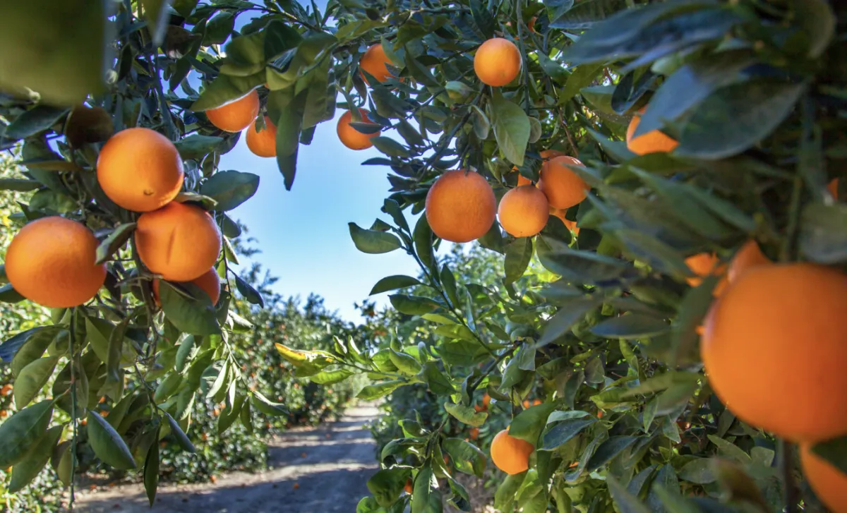 Preço da laranja pera recua em agosto enquanto limão tahiti dispara