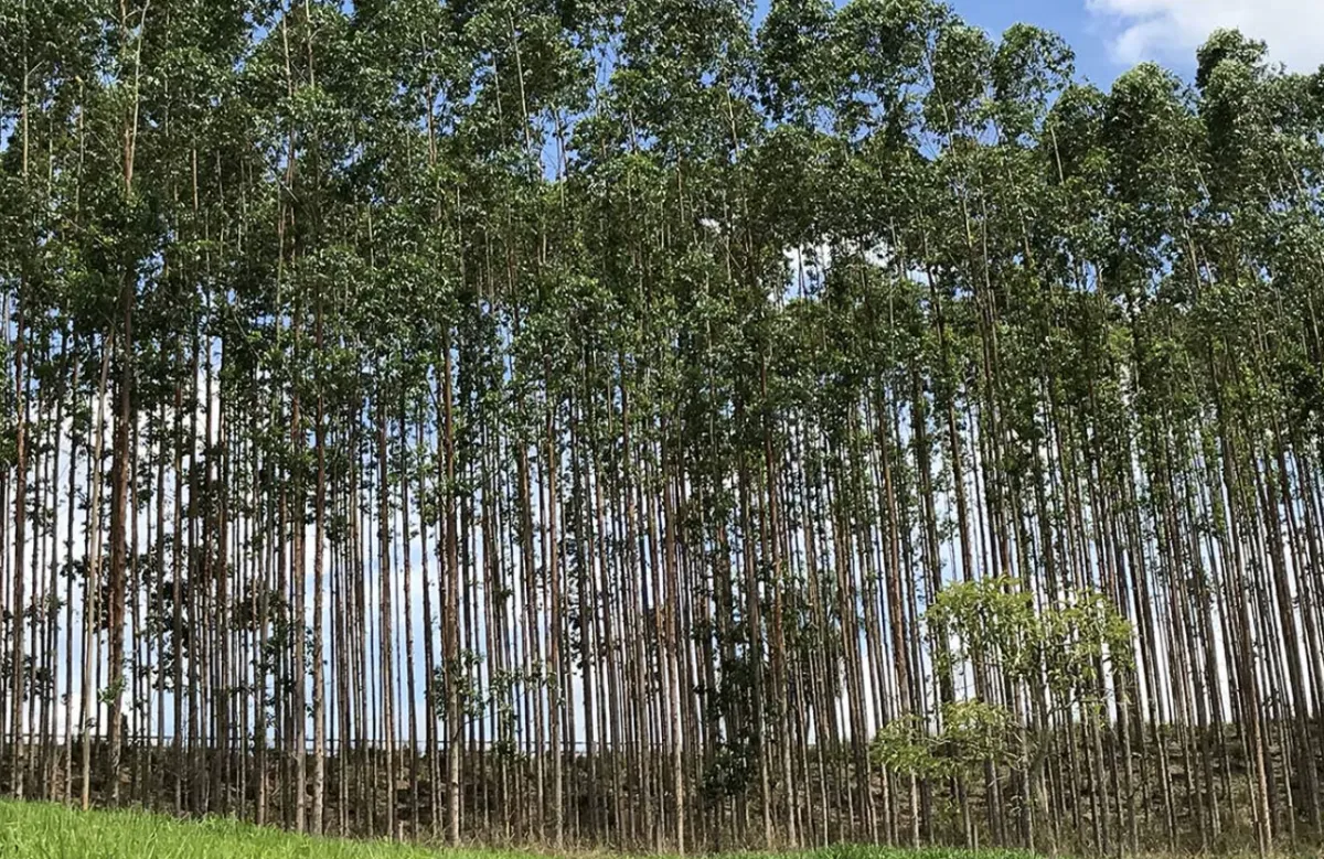 Produção florestal bate recorde de R$ 47,9 bi no Brasil