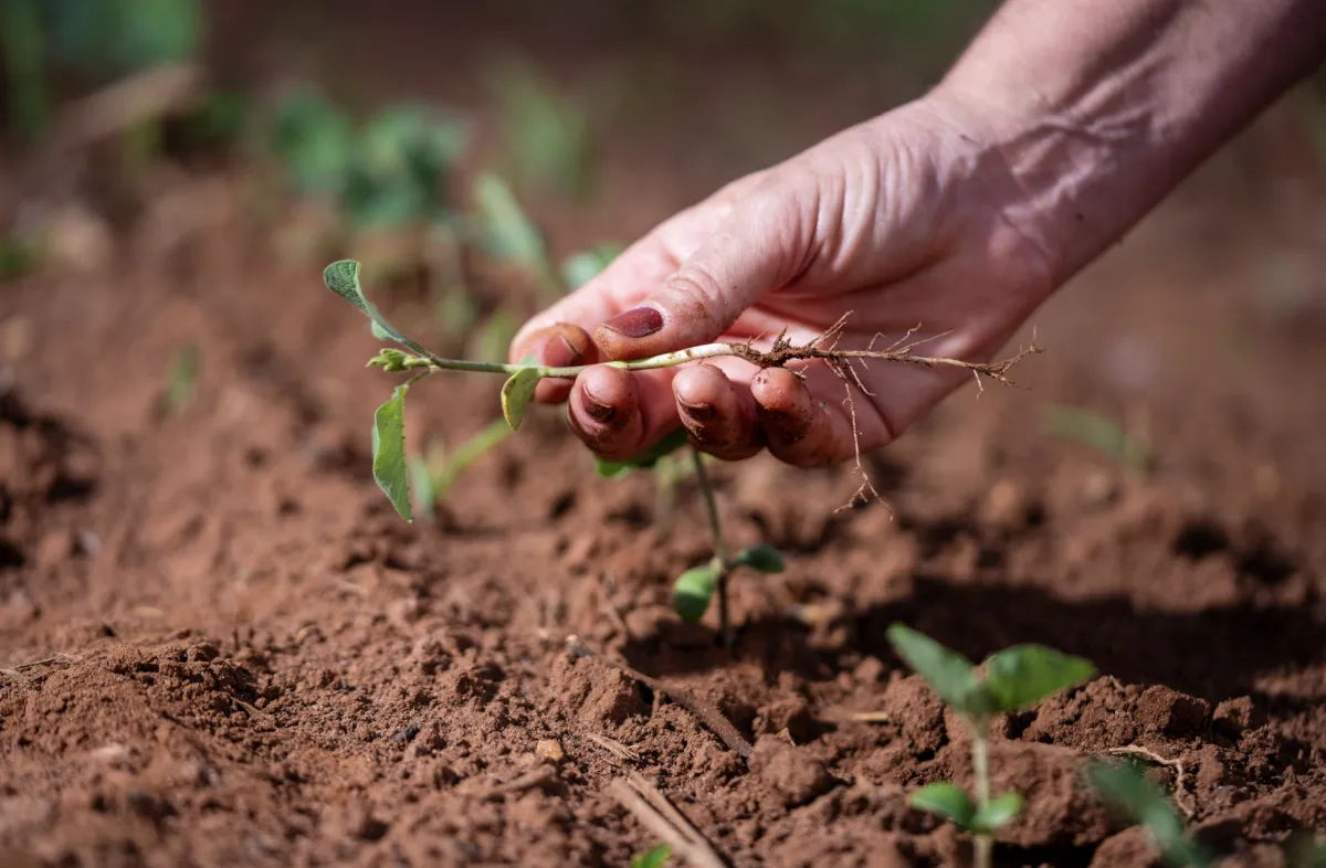 Produtividade da soja une genética clima solo e manejo