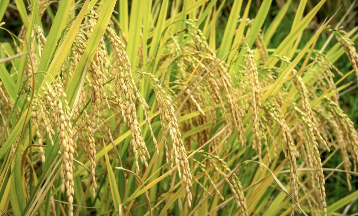 Preço do arroz sobe no RS mas custo total trava o produtor