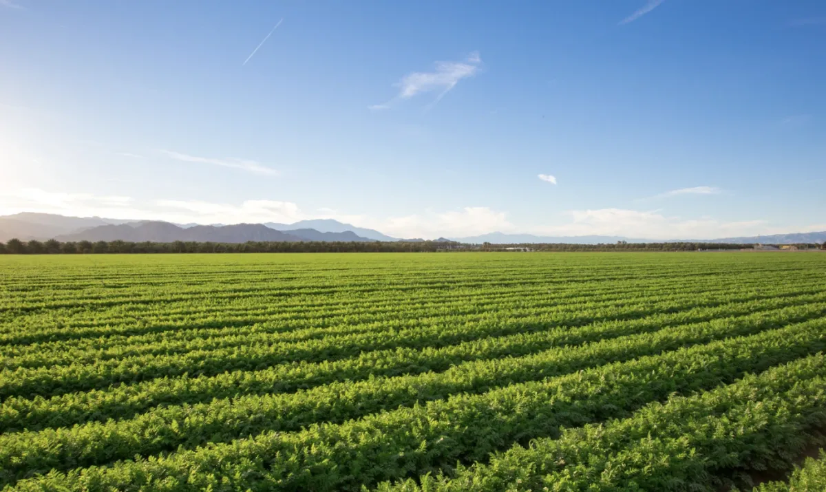 Recuperação judicial no agro sobe 27% no 1º semestre de 2026