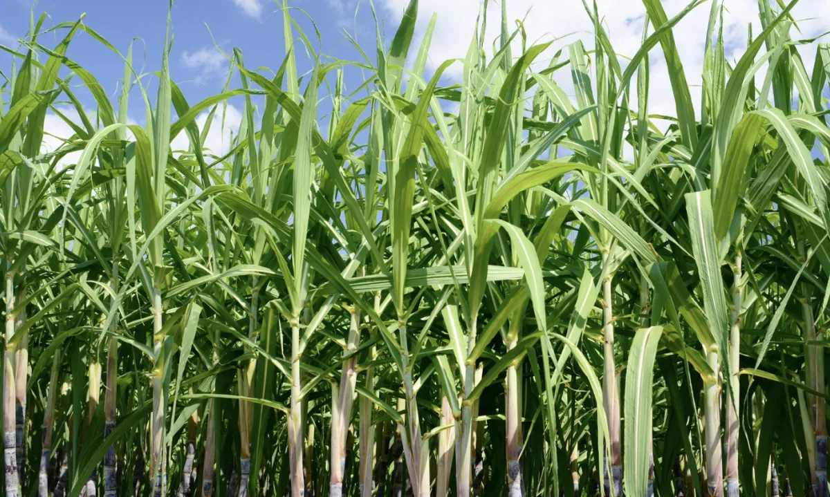 Safra de cana atinge 705 milhões de t e produção de etanol salta 11%