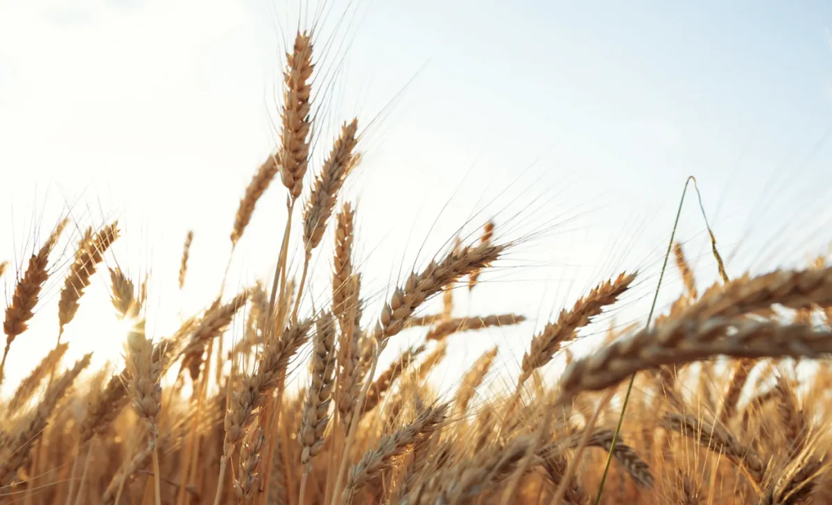 Clima afeta qualidade do trigo e sustenta preços no país