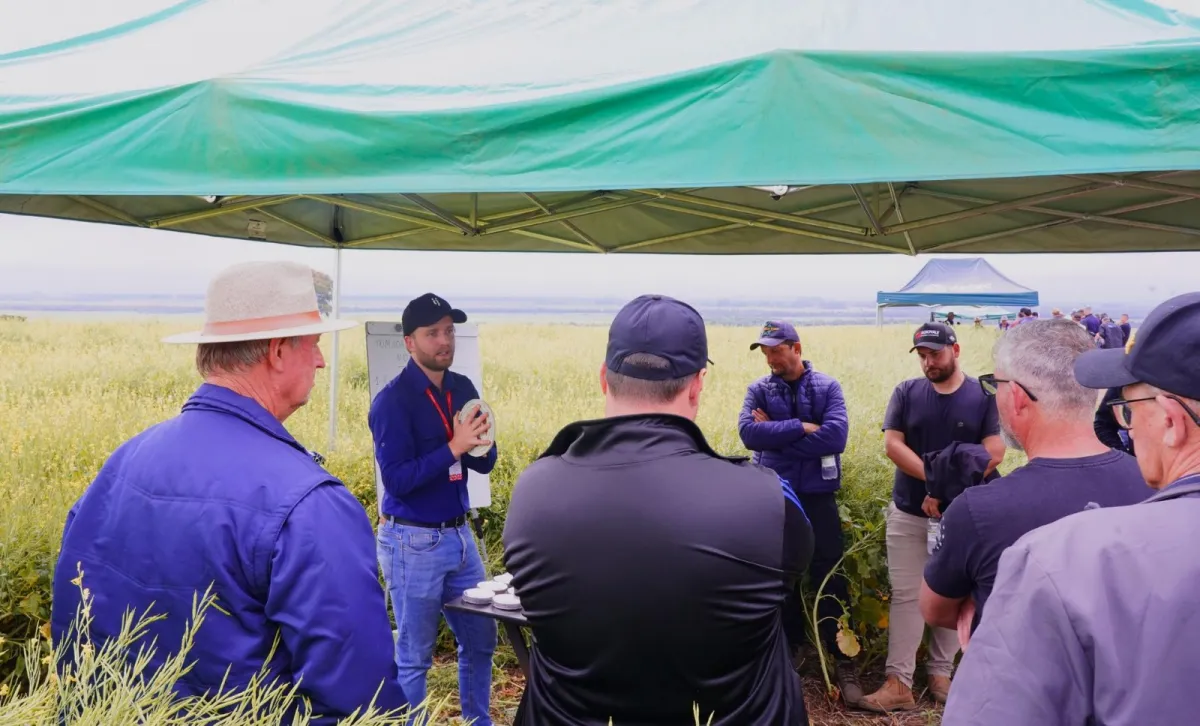 Cultivo da carinata ganha espaço no inverno gaúcho