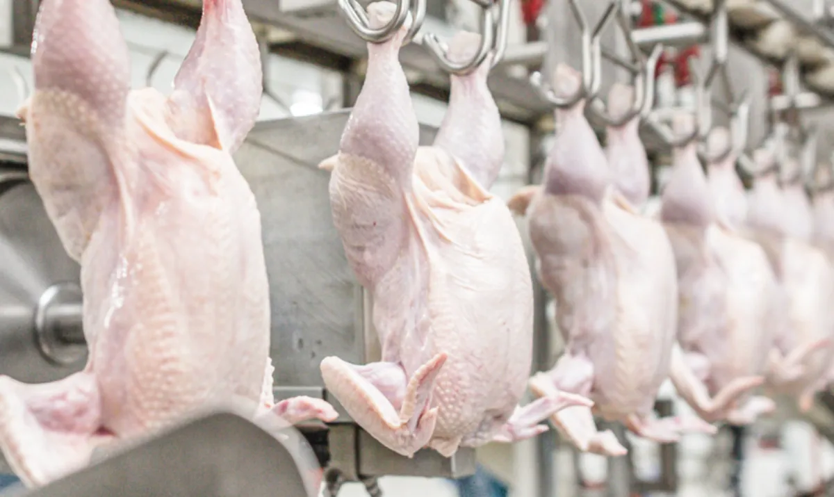 Carne de frango avança para fim do embargo europeu