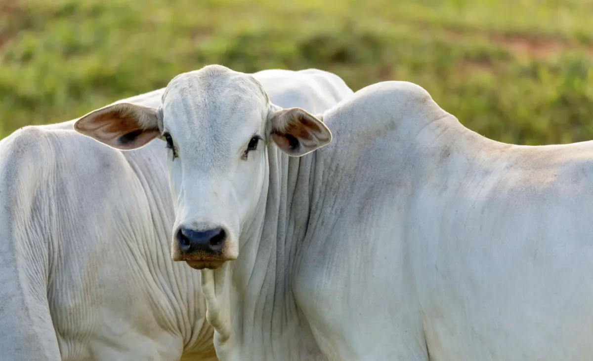 Boi gordo avança em agosto com pecuarista retraído e menor confinamento