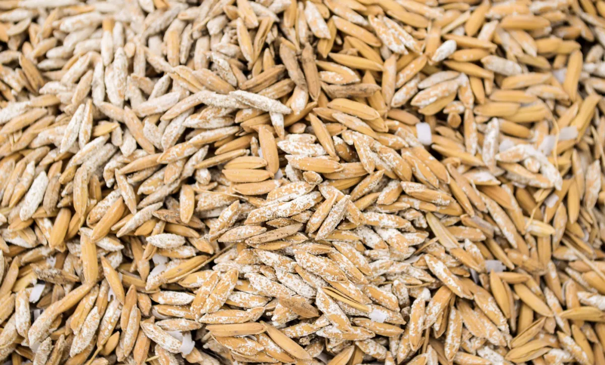 Exportação e indústrias disputam arroz em casca no RS