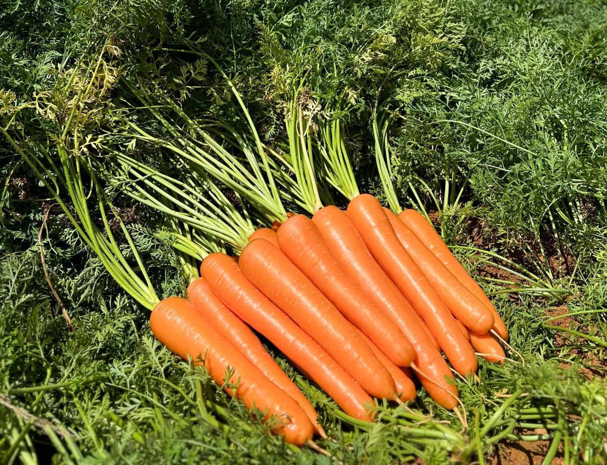 Cultivo de cenoura no verão desafia manejo e qualidade
