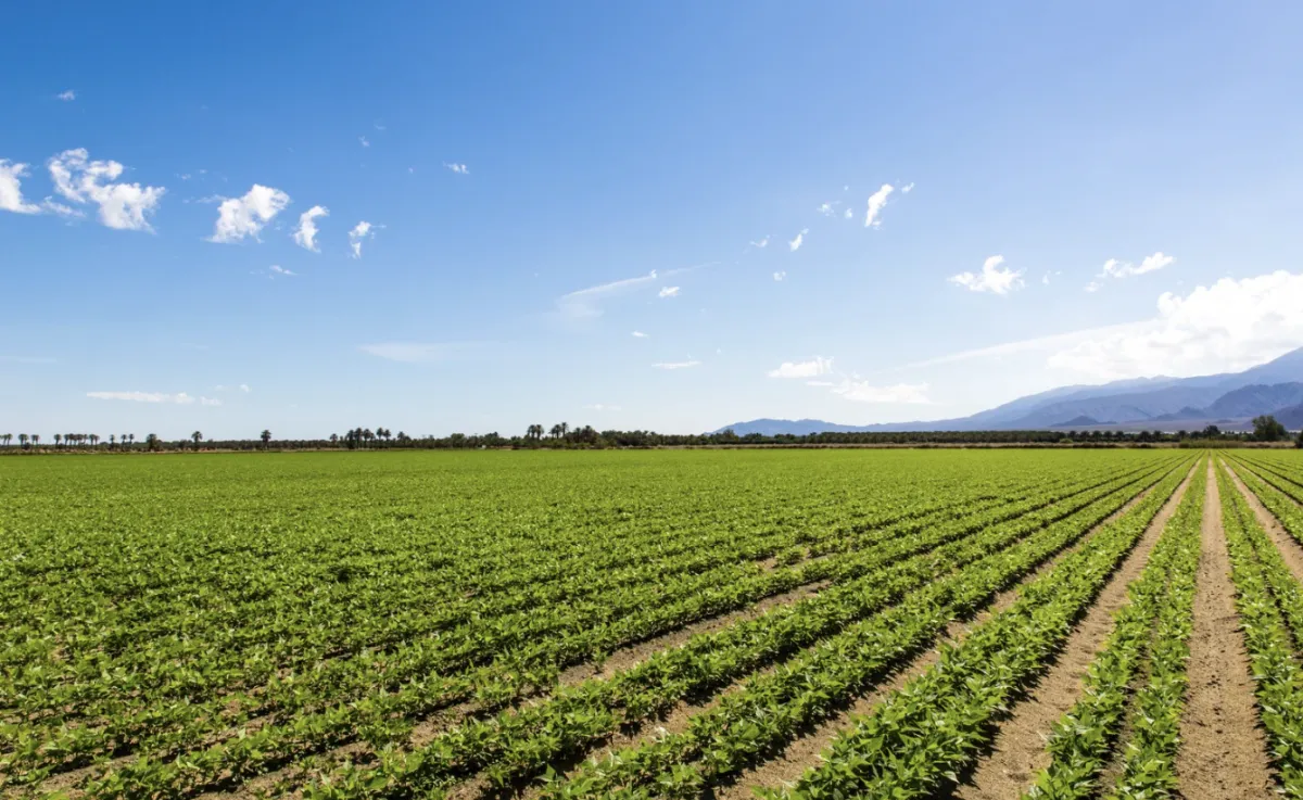 El Niño tem mais de 90% de chance de atingir intensidade máxima na primavera
