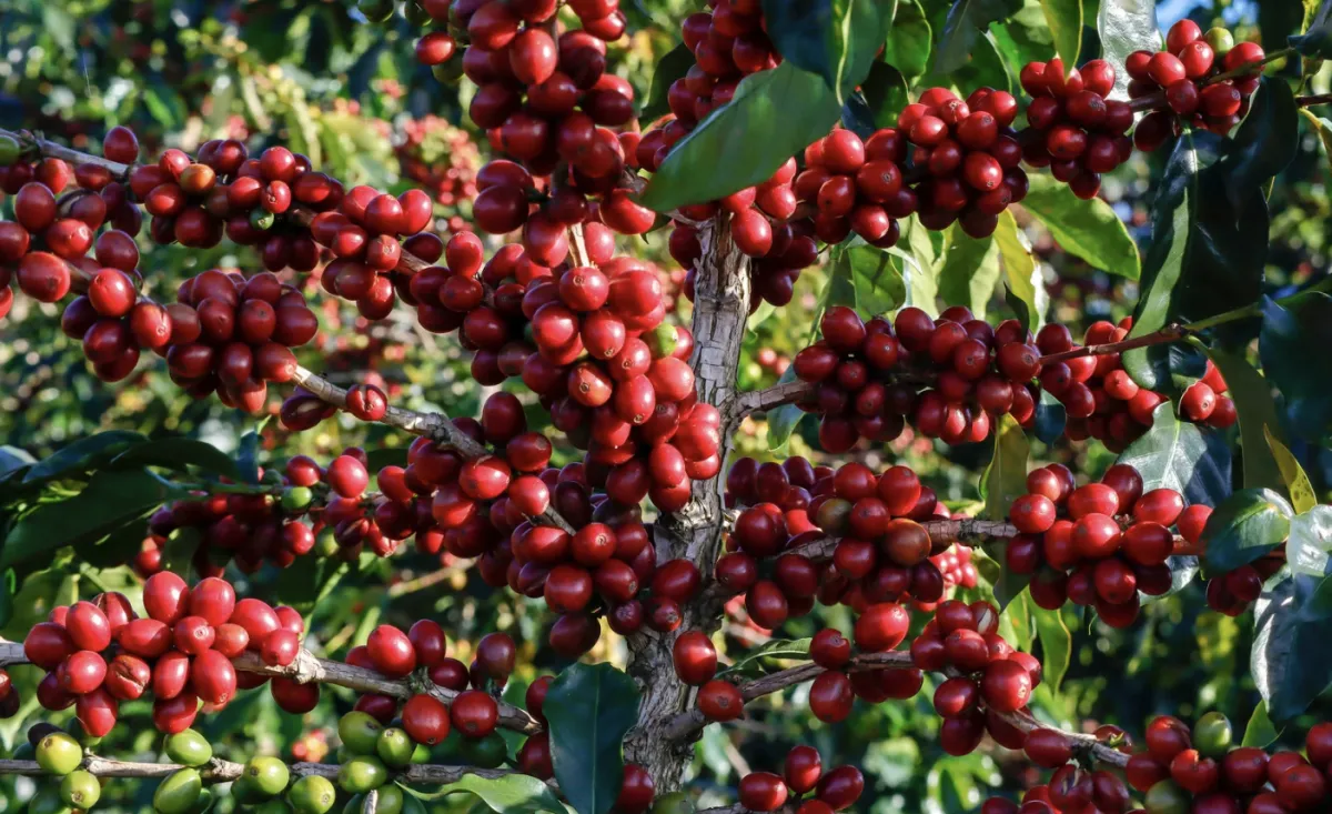 Preços do café arábica sobem em agosto com estoques baixos em Nova York
