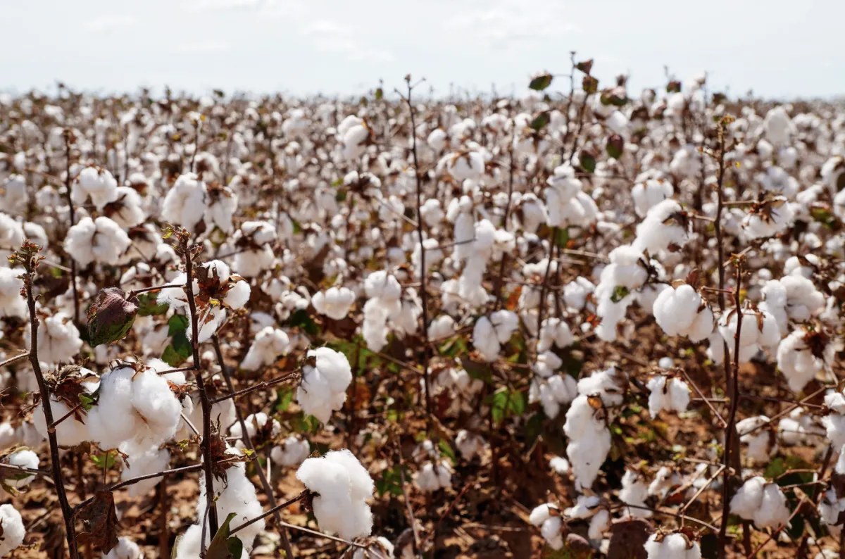 Mato Grosso conclui colheita de algodão da safra 2025/26