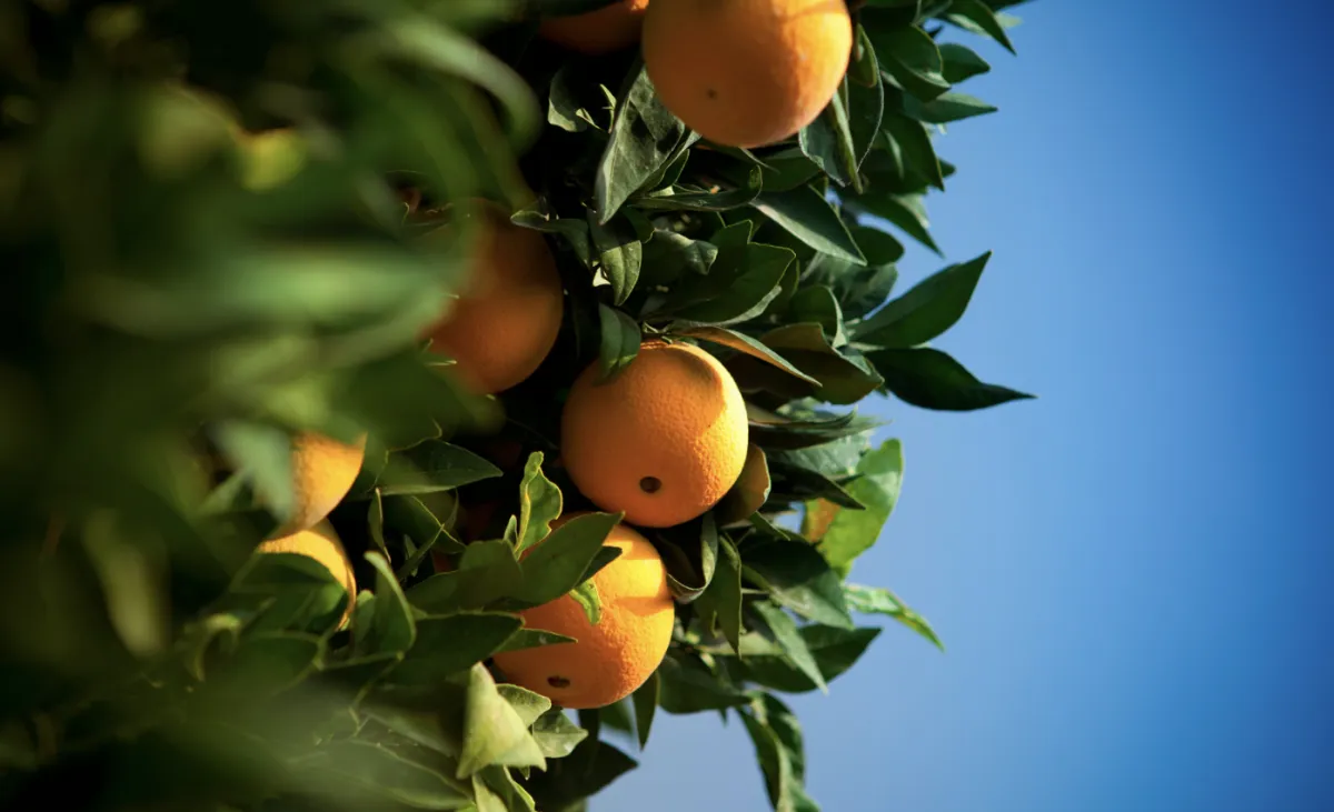 Laranja recua 10% no cinturão citrícola com avanço do greening