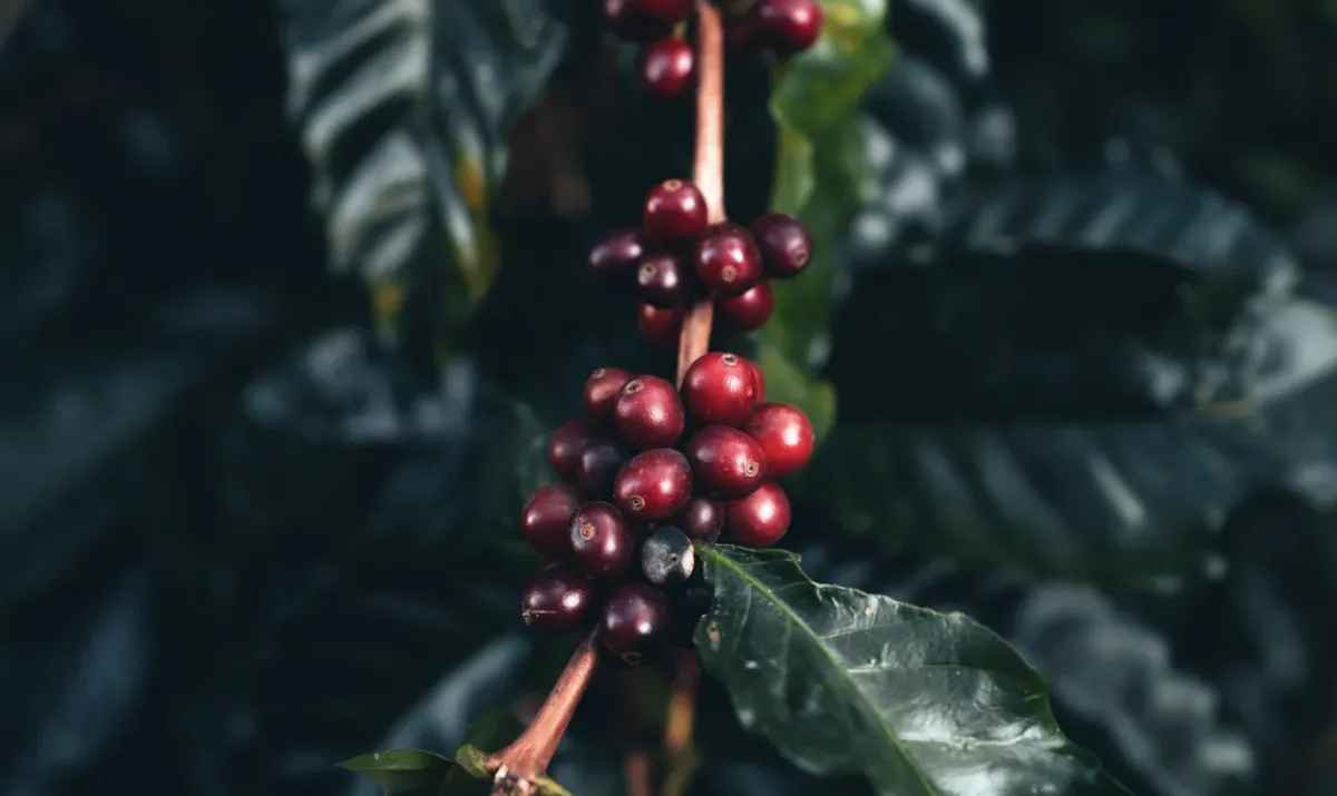 Colheita de café supera 90% das lavouras em polos de Minas e São Paulo