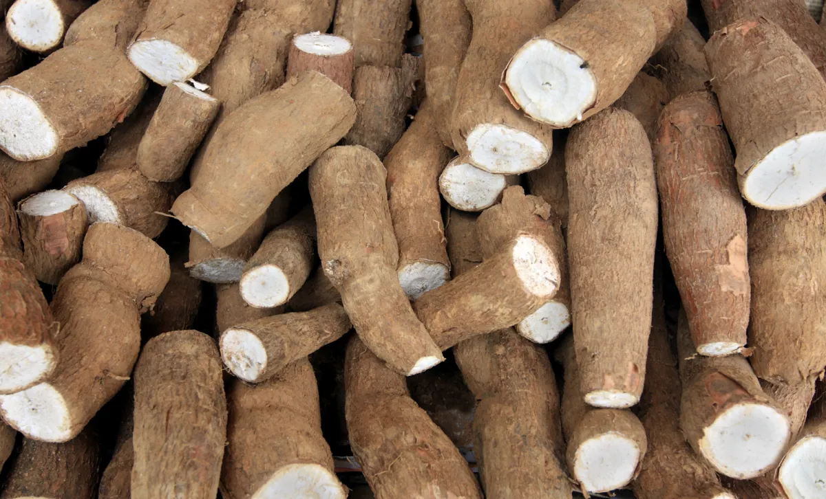 Preço da mandioca sobe com chuvas e menor oferta no campo