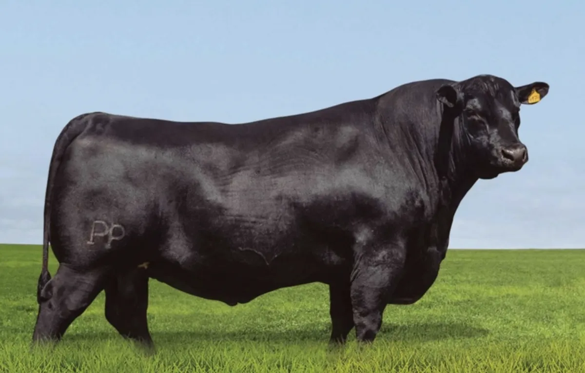 Genética Angus brasileira avança e fatura 40% das vendas no país