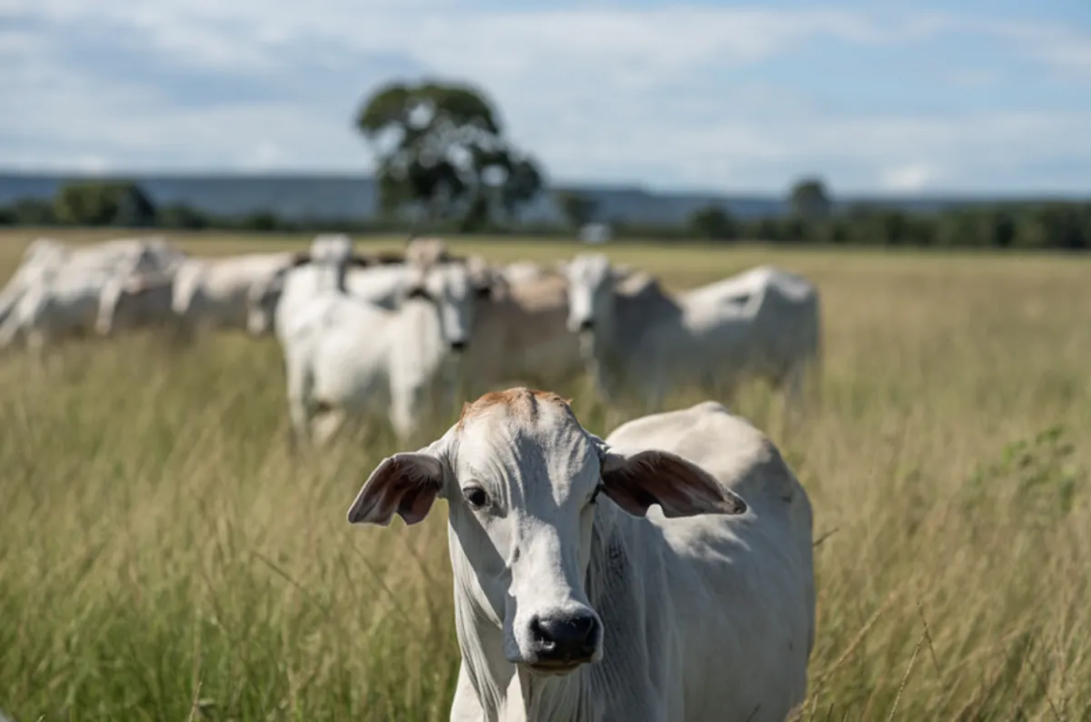 Mato Grosso celebra 30 anos sem febre aftosa na pecuária