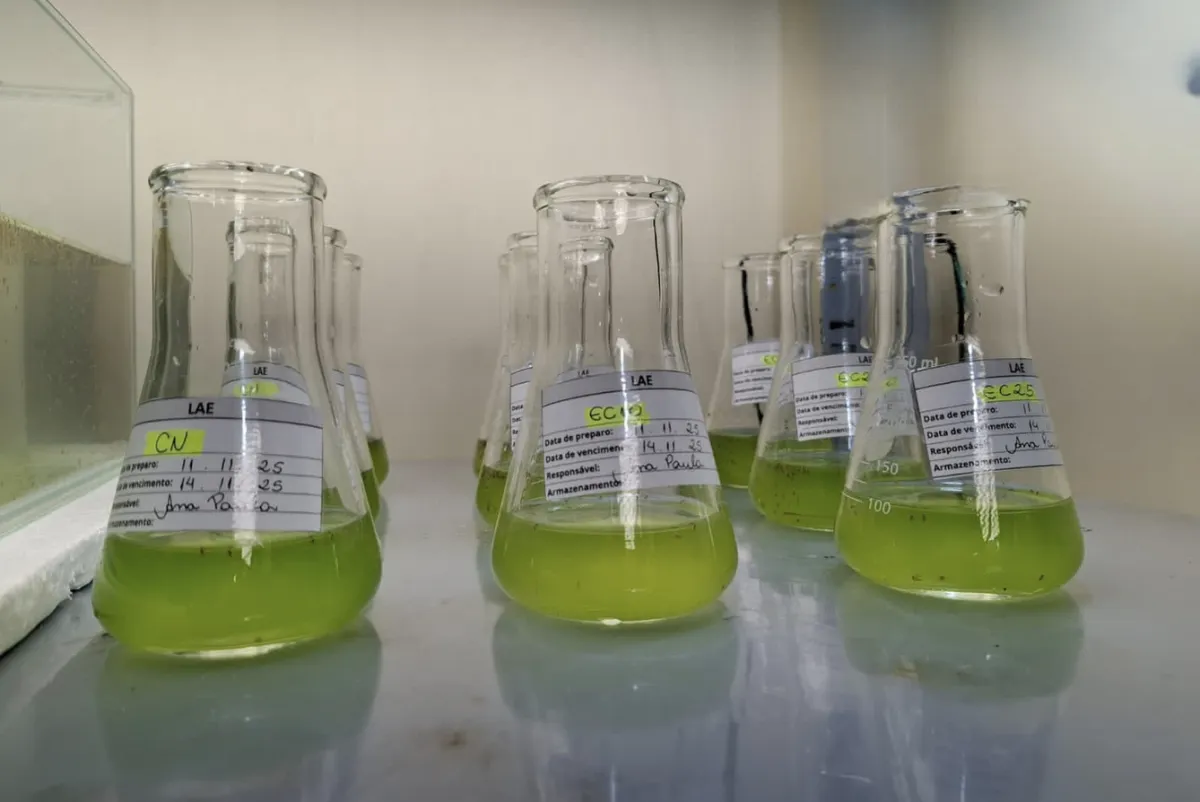 Nanoprata estimula plantas em doses baixas mas exige limites ambientais