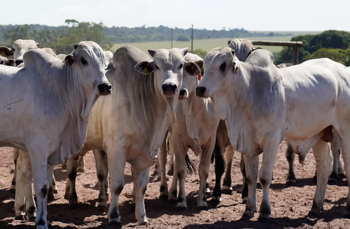 Suspensão da União Europeia desafia MT a buscar novos mercados para a carne