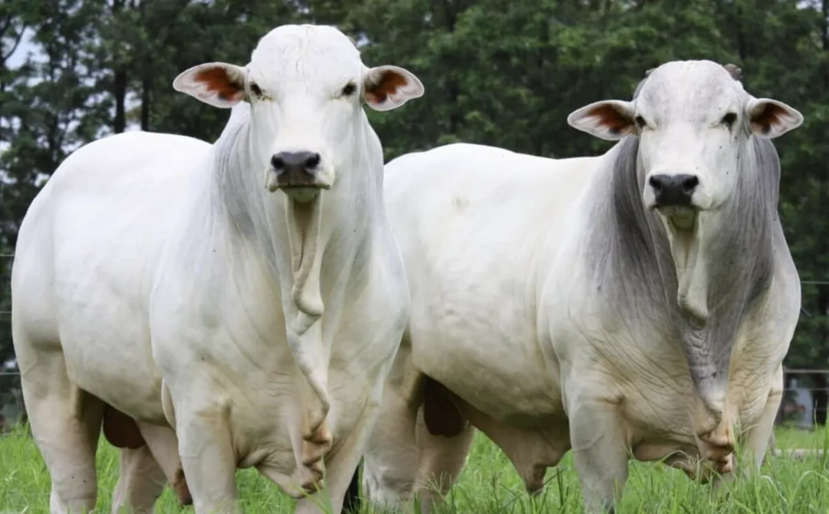 Escoamento de carne bovina sustenta valorização da arroba