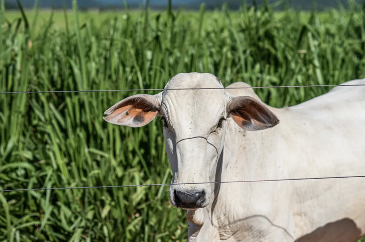 Mato Grosso abre atualização obrigatória de rebanhos em novembro