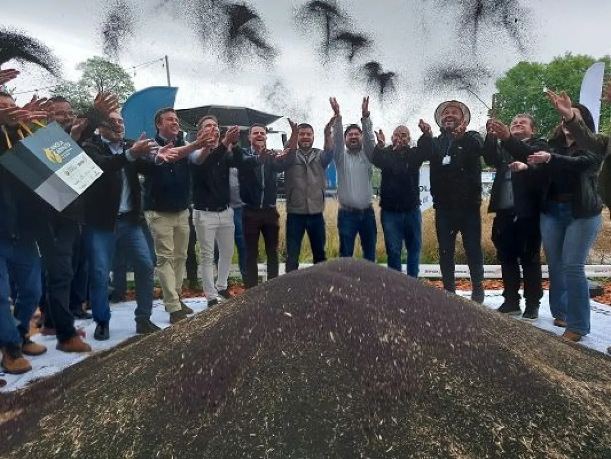Abertura da colheita de canola e carinata ocorre em Ijuí