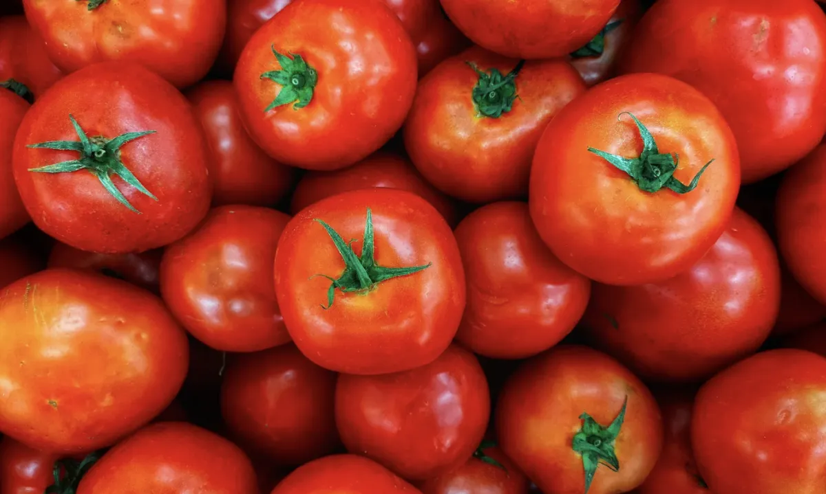 Qualidade do fruto define venda comercial do tomate
