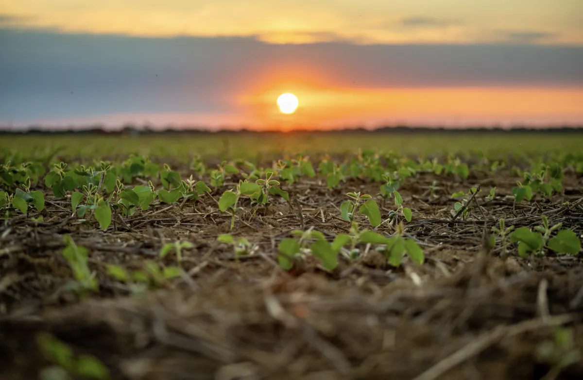 El Niño pode comprometer PIB do agro em 2027