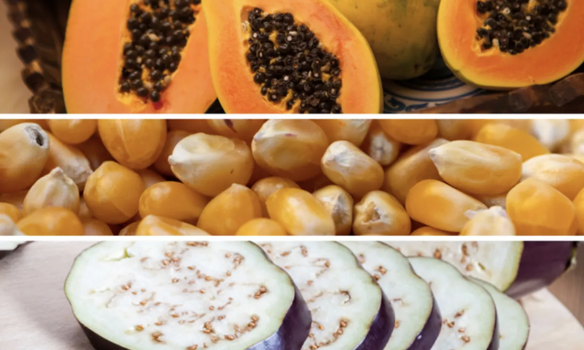 Brasil abre mercados em quatro países para itens do agro