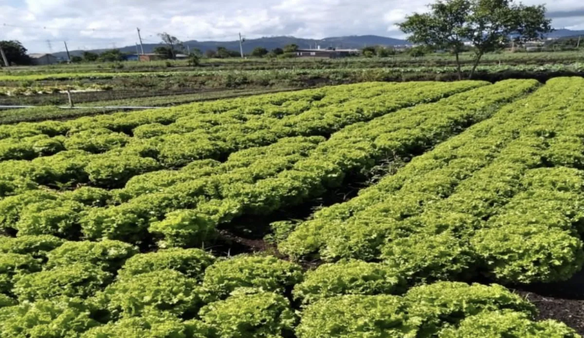 SP libera R$ 2 milhões em crédito para produtores de Mogi