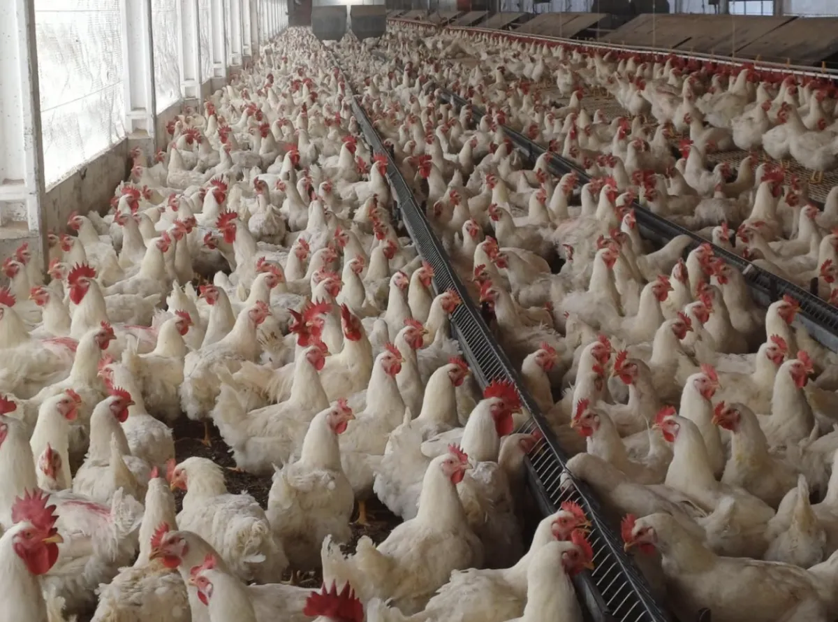 Exportação de frango em MT cresce 24%, mas tem teto operacional