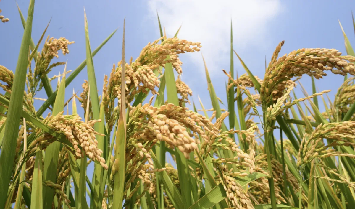 Preços ao produtor rural no RS saltam 7,5% com alta da soja e do arroz