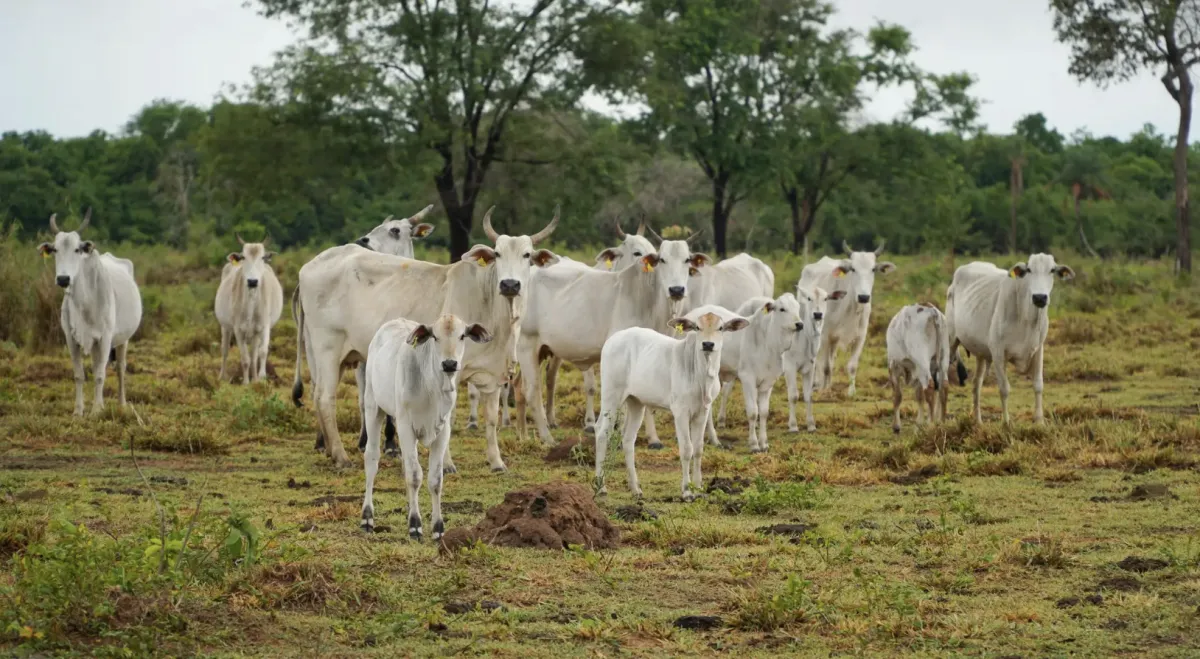 Mato Grosso amplia exportação de carne bovina em 2.242%