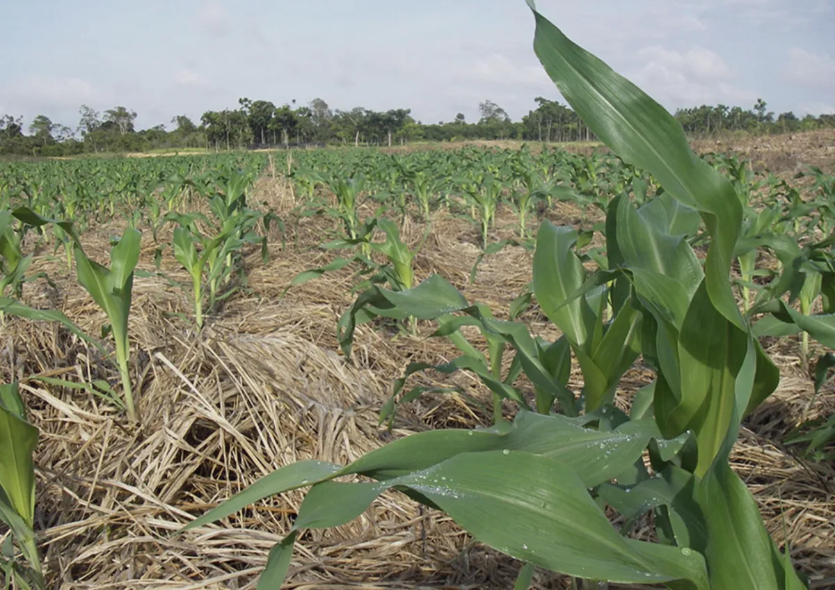 Embrapa traça plano contra riscos do El Niño no Brasil