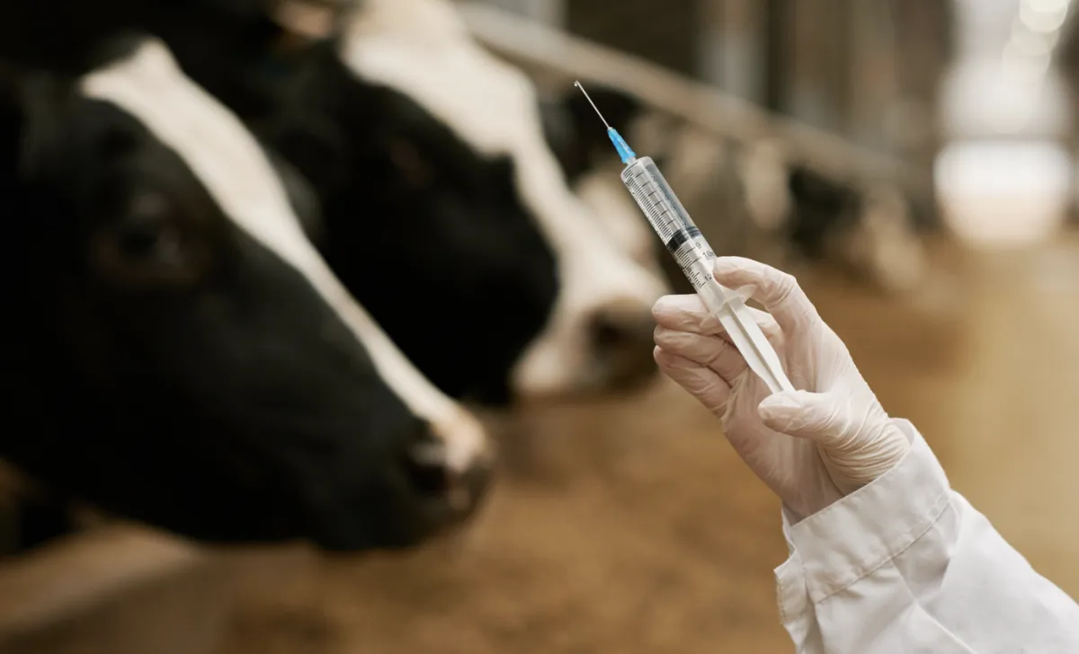 Vacina contra aftosa terá dose menor para evitar reações no gado