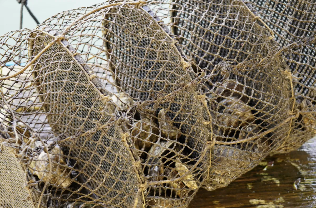 Adapar suspende retirada de ostras em áreas de cultivo de Guaratuba