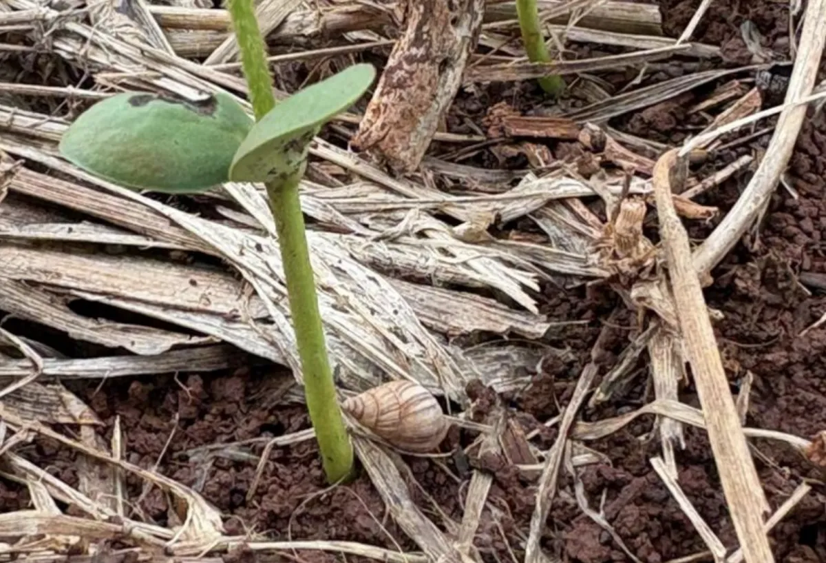 Lesmas e caracóis trazem risco de replantio da soja em MS
