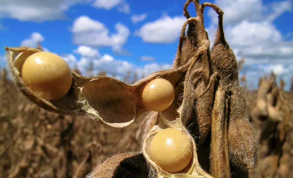 Demanda chinesa e chuvas no Brasil definem soja