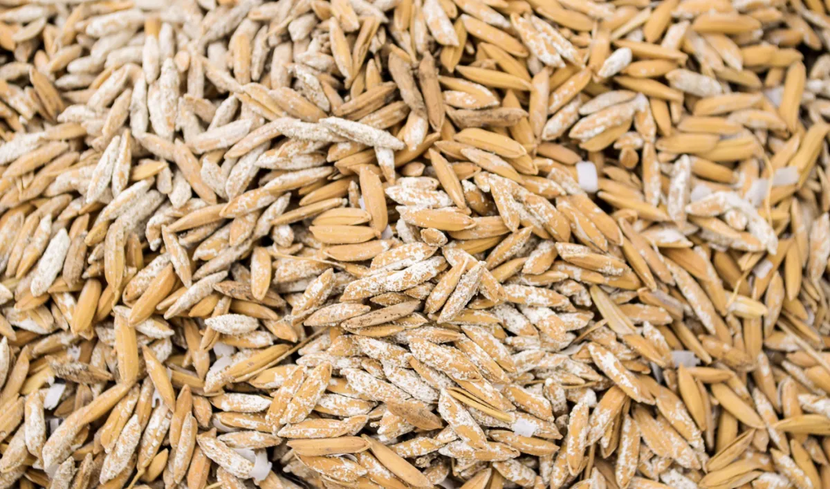 Preço do arroz opera estável no RS com apoio da exportação