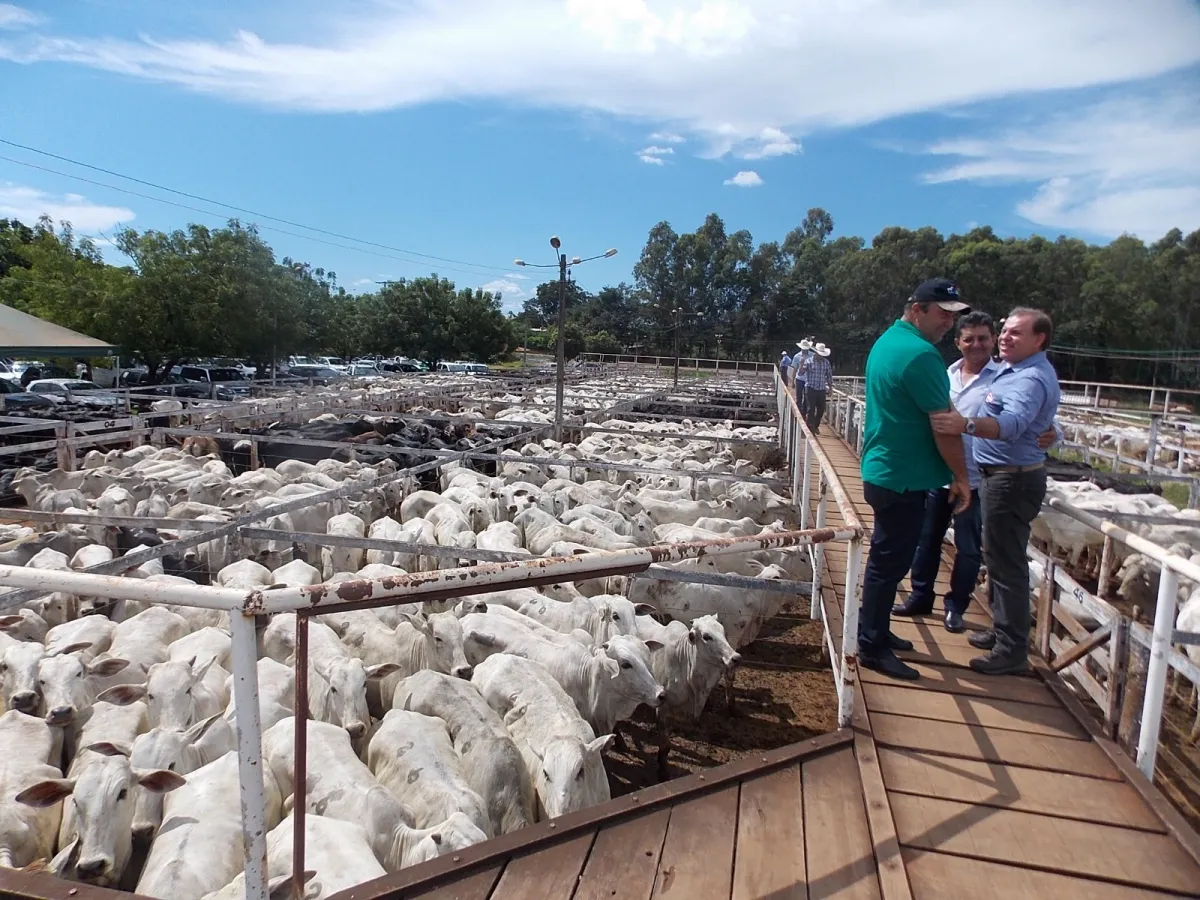 Agrodefesa convoca criadores para a 2ª etapa da Declaração de Rebanho 2026  