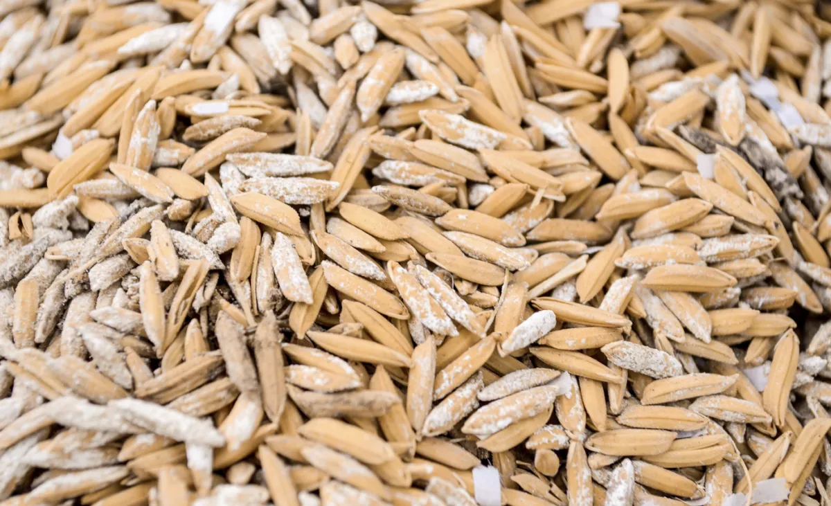 Arroz opera com negócios travados e preços estáveis no Rio Grande do Sul