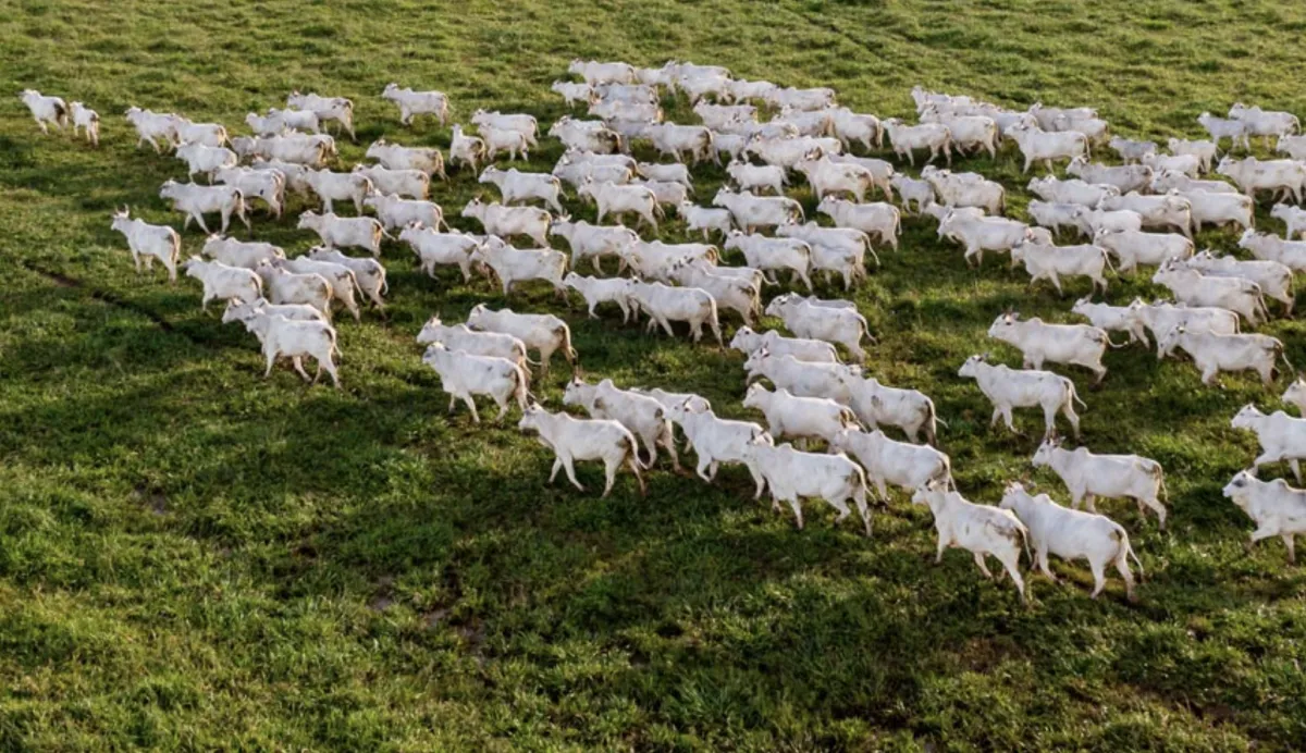 Diversificação pode abrir mercado externo da carne bovina